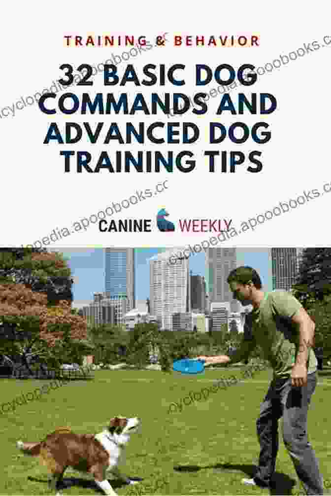 A Dog Trainer Works With A Dog On Advanced Obedience Commands One On One: A Dog Trainer S Guide To Private Training