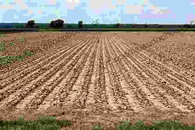 A Farmer Examining A Drought Stricken Field Of Crops. A Perspective On U S Farm Problems And Agricultural Policy