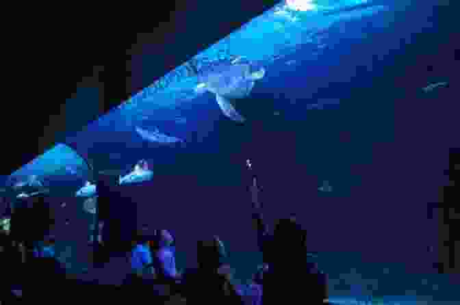 A Group Of Visitors Looking At A Large Tank Of Fish In The Pelican Harbor Aquarium Two Reasons To Run (The Pelican Harbor 2)