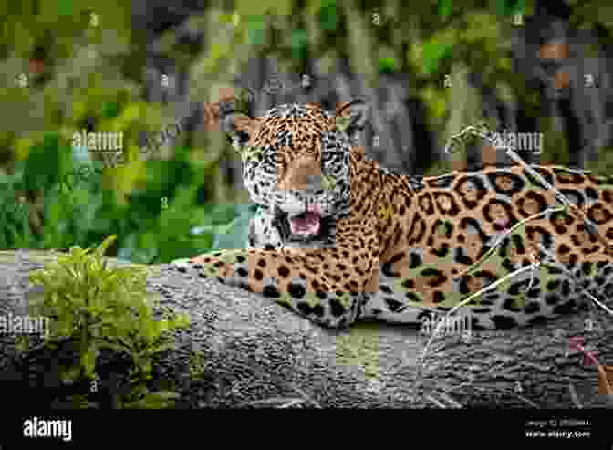 A Jaguar Resting On A Tree Branch In The Pantanal Wetlands PANTANAL Men S Law Felipe Alvarez