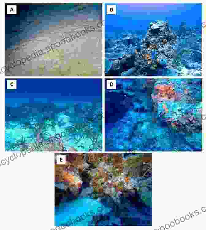 A Montage Of Images Depicting The Ecological Significance Of Mesophotic Coral Ecosystems, Emphasizing Their Role As Nurseries, Habitats, And Carbon Sinks. Mesophotic Coral Ecosystems (Coral Reefs Of The World 12)