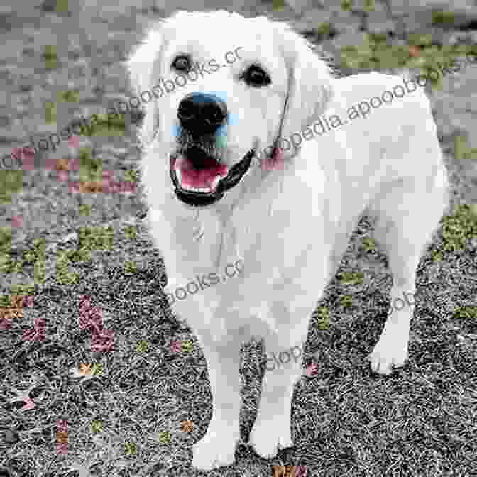 A Photo Of Apollo, A Golden Retriever Saving Apollo Valerie Ogden