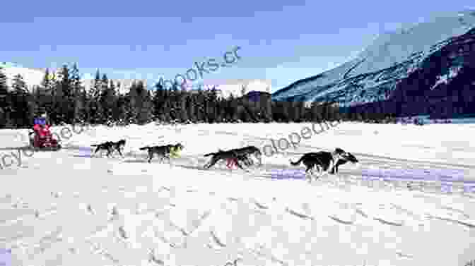 A Photo Of Rick Bass And His Sled Dogs In The Wilderness Of Alaska Between Dog And Wolf: A Tale Of Beauty And The Beast (HighTower Beauty And The Beast 3)