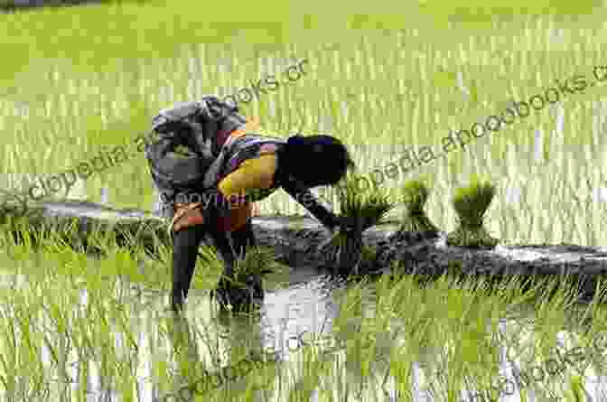 A Portrait Of An Indian Farmer Working In A Rice Paddy. THE FACES OF INDIA: A Photographic Journey (India Travel)