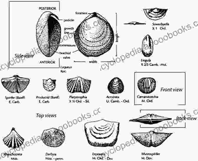 A Variety Of Brachiopod Species, Showcasing Their Diverse Forms And Colors Brachiopods (Systematics Association Special Volumes 63)