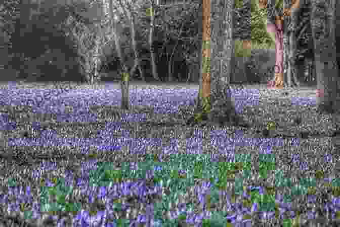 A Vibrant Field Of Blooming Crocuses, Their Purple And Yellow Petals Creating A Stunning Spectacle Against The Lush Green Grass. Crocuses Crocus: Haiku William Blake