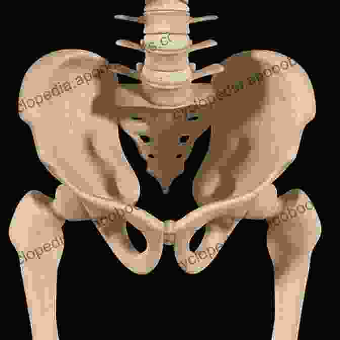 Anatomy Of The Pelvic And Sacral Region Surgery Of The Pelvic And Sacral Tumor