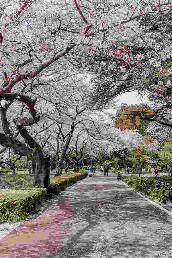 Beautiful Cherry Blossoms In Shinjuku Gyoen National Garden 100 Tokyo Sights: Discover Tokyo S Hidden Gems