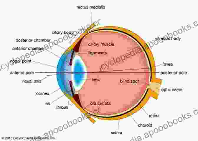 Cross Section Of The Eye Showing Different Layers Basic Sciences In Ophthalmology: Physics And Chemistry