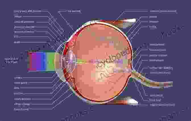 Detailed Anatomical Illustration Of The Human Eye, Showcasing The Complexities And Interconnectedness Of Its Various Structures. Color Atlas Of Ophthalmology: The Quick Reference Manual For Diagnosis And Treatment