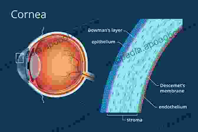 Detailed Illustration Of Cornea Layers Atlas Of Anterior Segment Optical Coherence Tomography (Essentials In Ophthalmology)