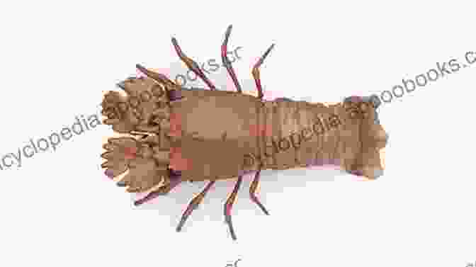 Detailed Illustration Of Slipper Lobster Anatomy The Biology And Fisheries Of The Slipper Lobster (Crustacean Issues 17)