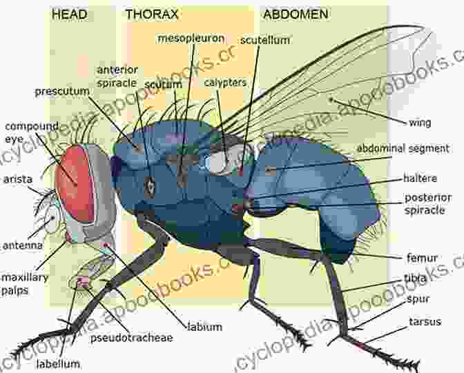 Diagram Illustrating The Anatomy Of An Insect And So Ad Infinitum (The Life Of The Insects) An Entomological Review In Three Acts A Prologue And An Epilogue