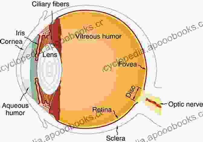 Diagram Of The Eye Illustrating Optics Basic Sciences In Ophthalmology: Physics And Chemistry