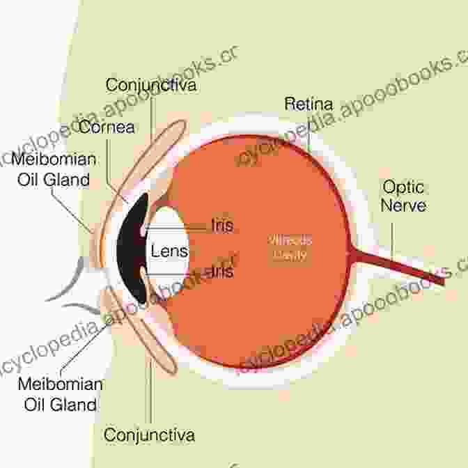 Diagram Of The Human Eye, Showcasing Its Intricate Structure And Components An To The Visual System