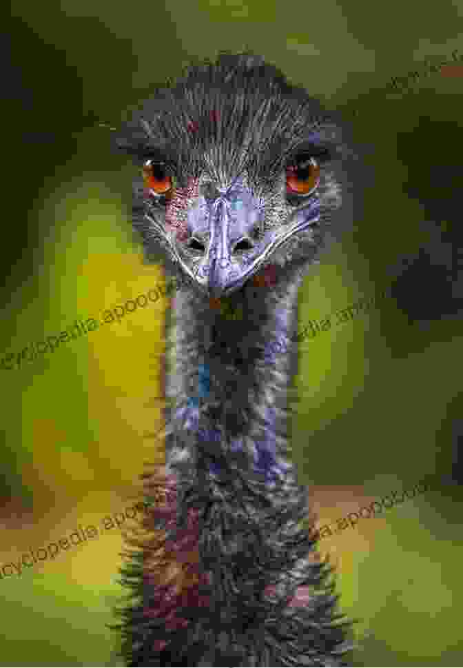 Emily The Emu, Looking Wise And Graceful Emil And Emily: Emus With A Purpose