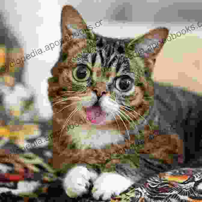 Lil Bub, The Adorable And Unusually Cute Celebrity, Looking Up With Her Tongue Out Our Cats Are More Famous Than Us: A Johnny Wander Collection