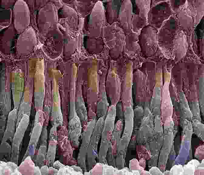 Microscopic Image Of The Retina Basic Sciences In Ophthalmology: Physics And Chemistry