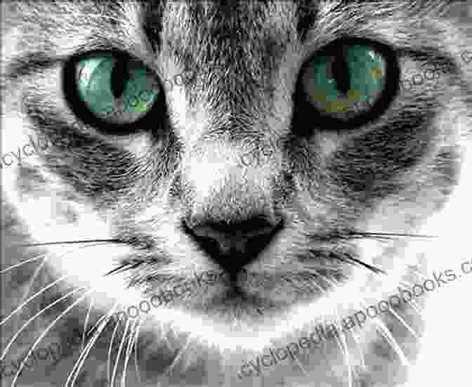 Mina, The Feline Detective, With Piercing Green Eyes And A Determined Expression A Cat To Die For (Mina S Adventures 5)