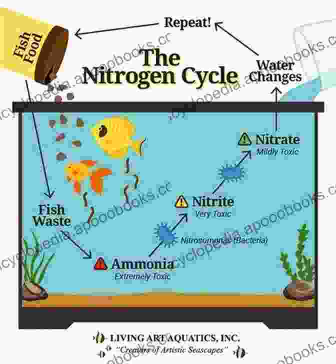 Nitrogen Cycle In A Reef Tank Diagram Reef Tank Nitrogen (Reef Tank Guides)