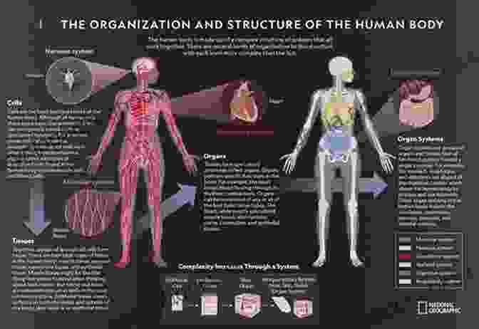 Physiology Human Body Processes Biology And Life Sciences: An Interdisciplinary Survey