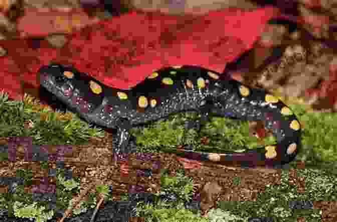 Spotted Salamander With Yellow Spots On A Black Body. SPOTTED SALAMANDER: Step By Step Guide To Know Everything About Spotted Salamander