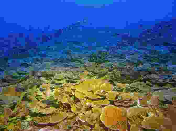 Vibrant Coral Communities Thriving In The Mesophotic Zone, Showcasing The Extraordinary Biodiversity Of These Ecosystems. Mesophotic Coral Ecosystems (Coral Reefs Of The World 12)