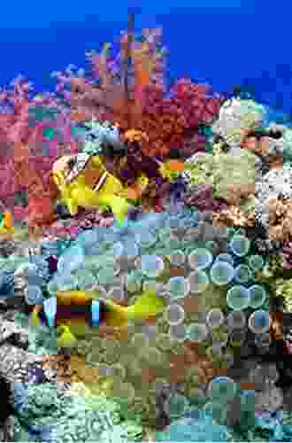 Mesophotic Coral Ecosystems (Coral Reefs Of The World 12)